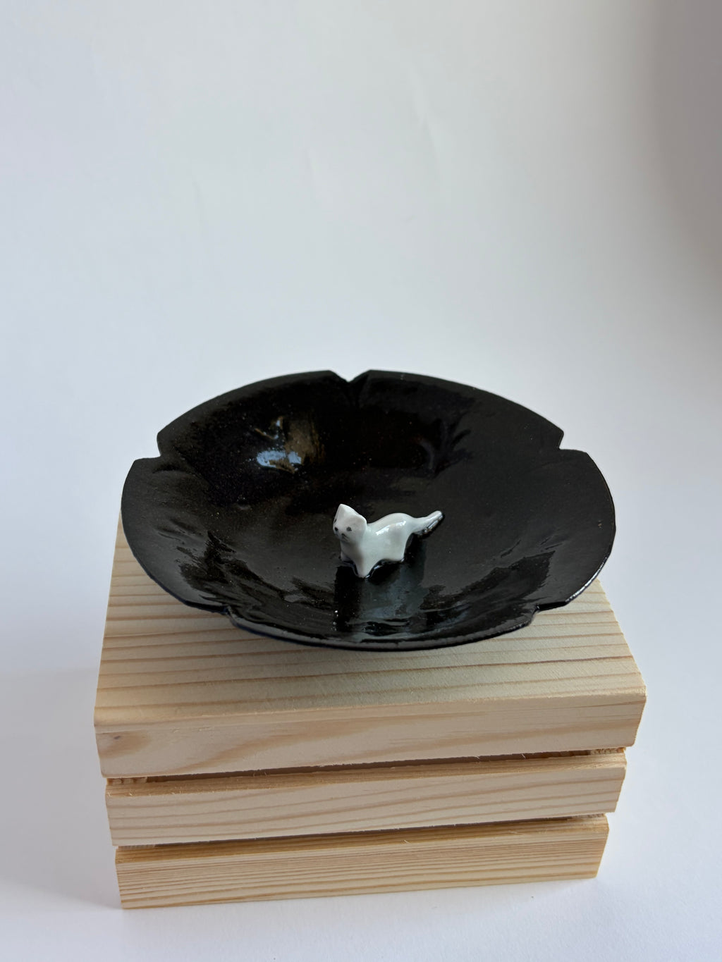 Cat on a plate