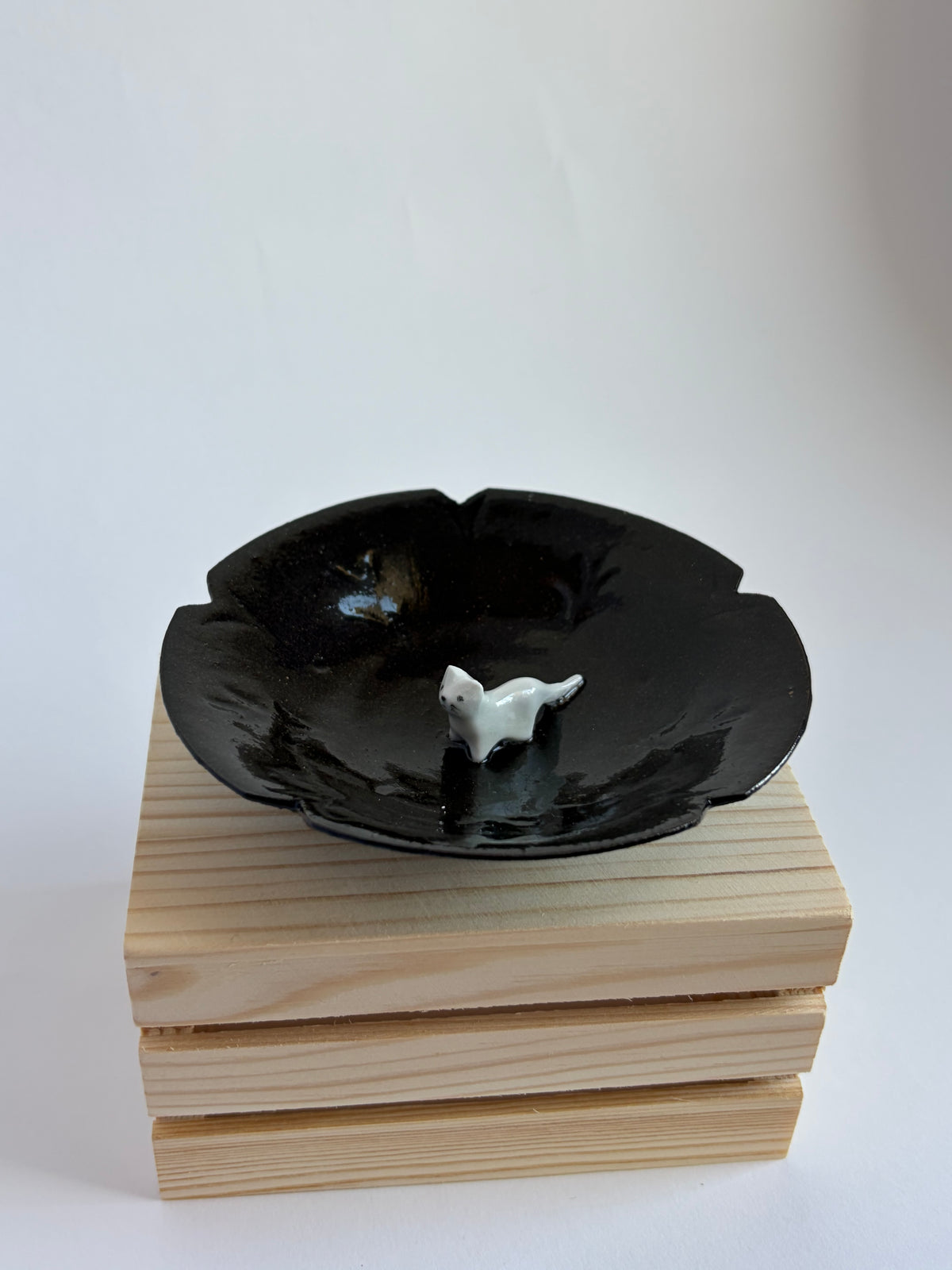Cat on a plate