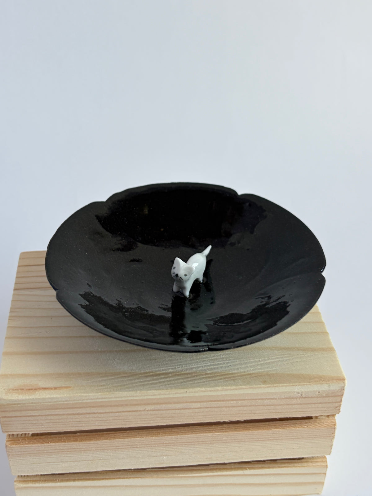 Cat in plate
